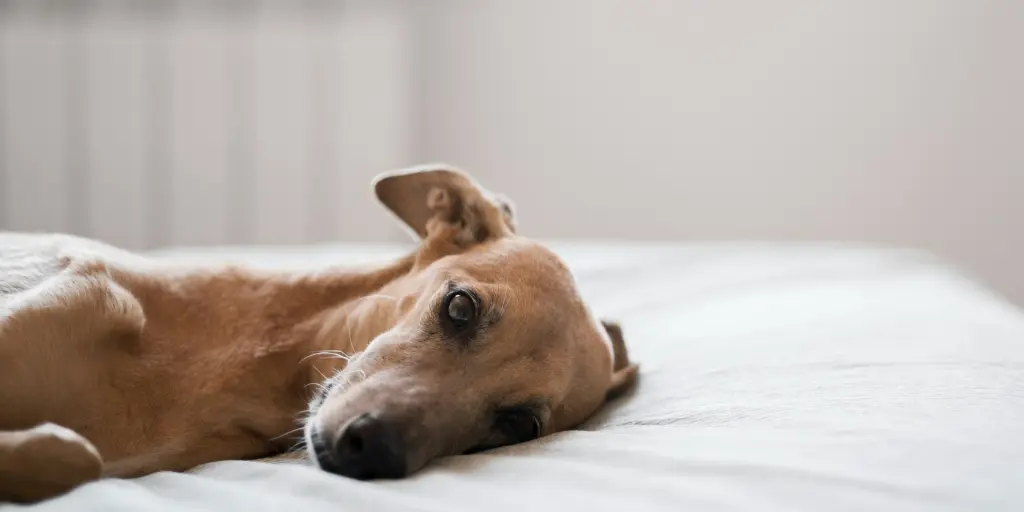 Adorable greyhound dog laying on bed-cause of canine distemper