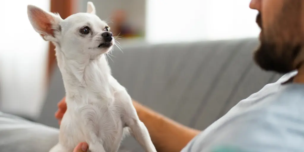 View of adorable chihuahua dog spending time with male owner at home