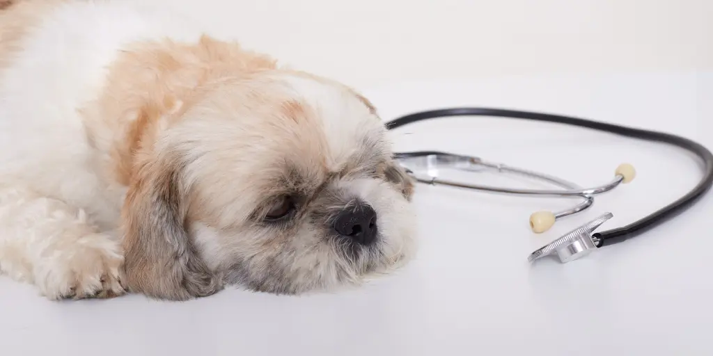 Portrait of a cute young small pekingese dog lying on white floor near stethoscope