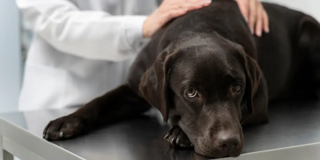 Close up doctor petting dog