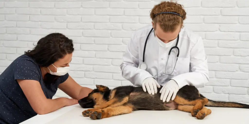 Vet with nurse examining german shepherd