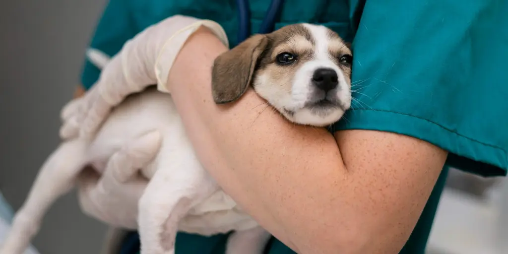 a cute white sick dog with brown ear