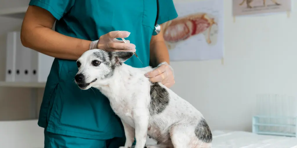 Close up on veterinarian taking care of dog