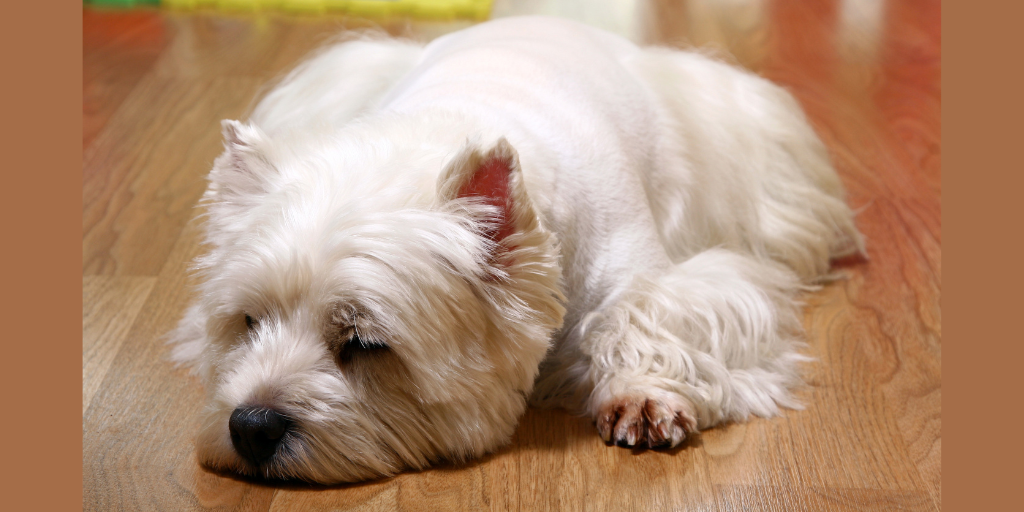 Funny white dog at home