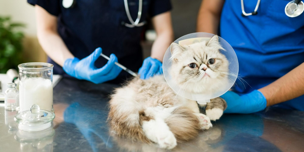 Close up of a sick persian cat lying at the examination table while a woman and man vet put on a vaccine or medicine with syringe
