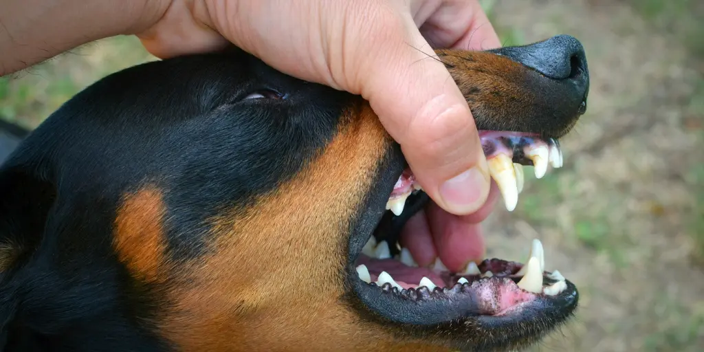 dog showing teeth