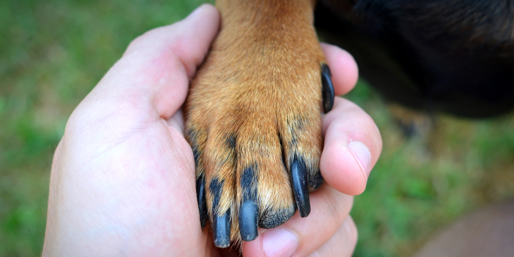 Human's hand and dog's paw handshake