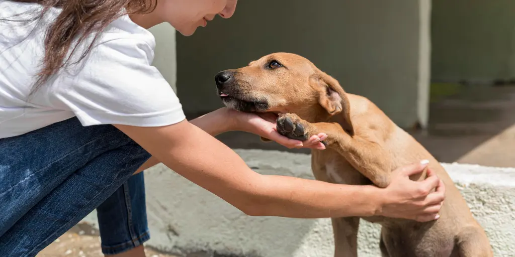 a girl is massaging a dog