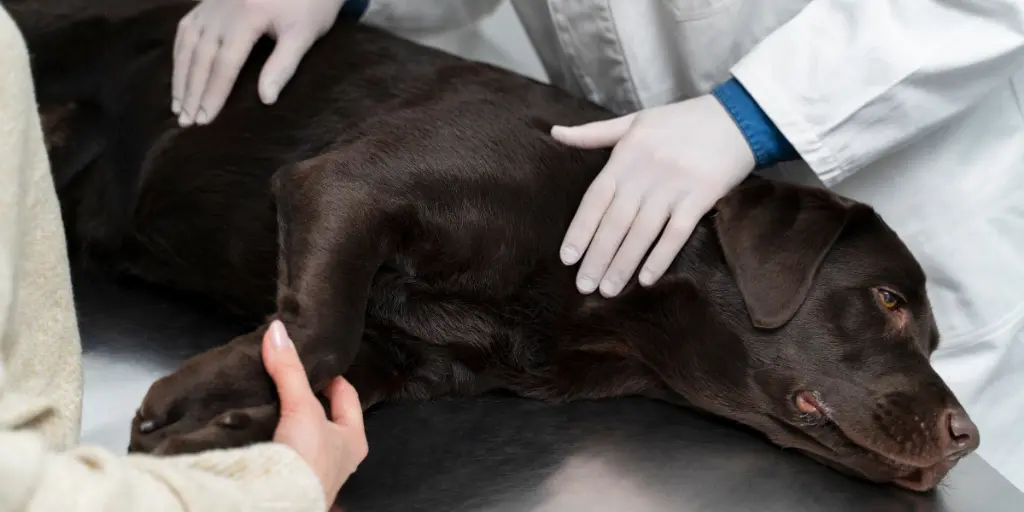 Close up hands touching dog