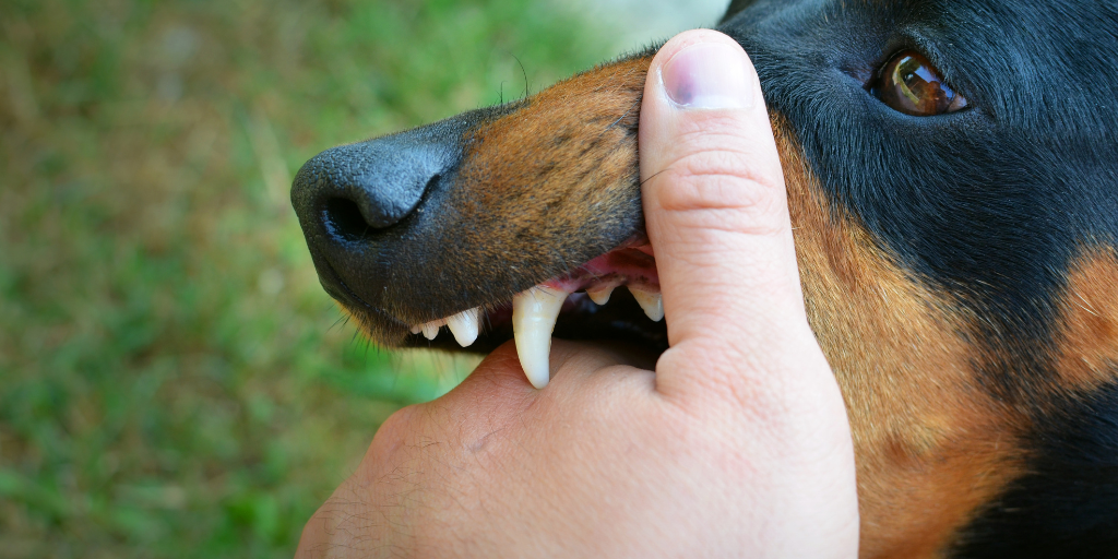 Vicious dog showing teeth and biting hand