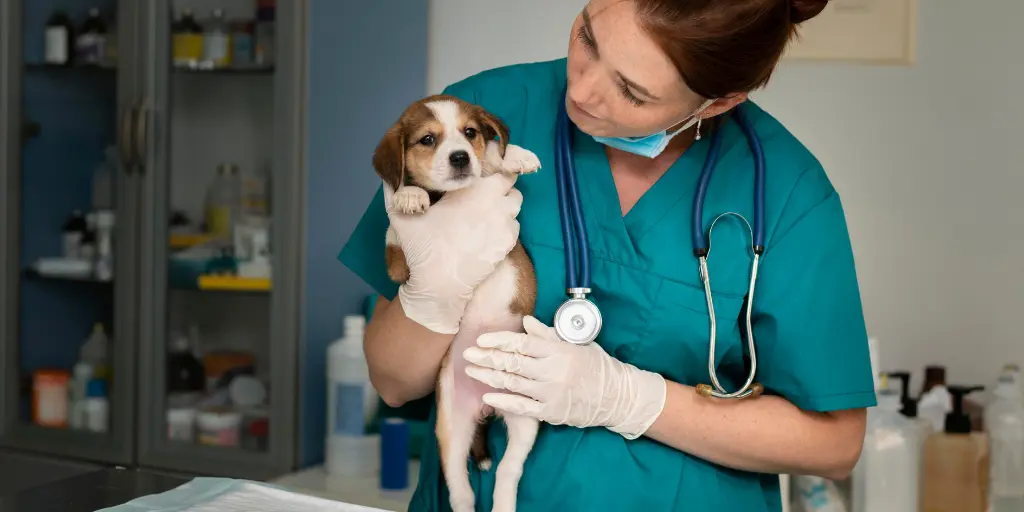 Close up on veterinarian taking care of dog