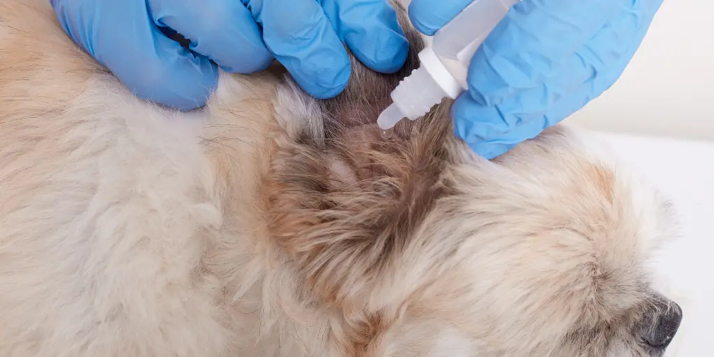 Veterinarian drips dog drops in ear