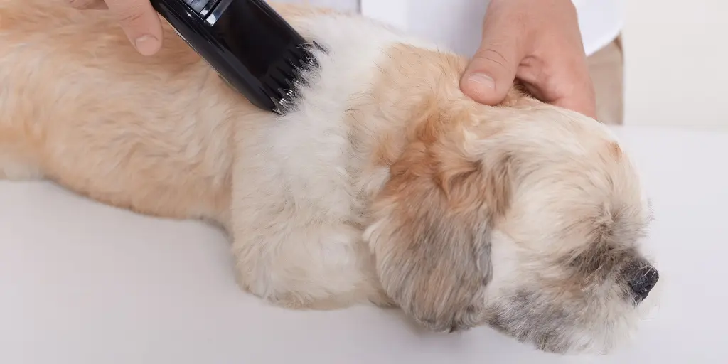 Person cutting dog's fur via clipper