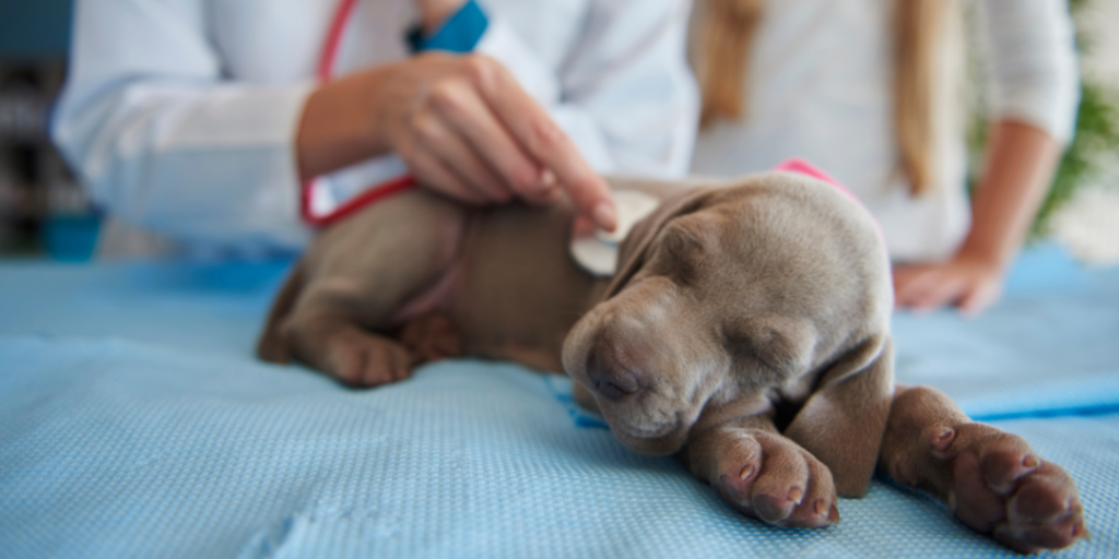 Routine check of puppy's health