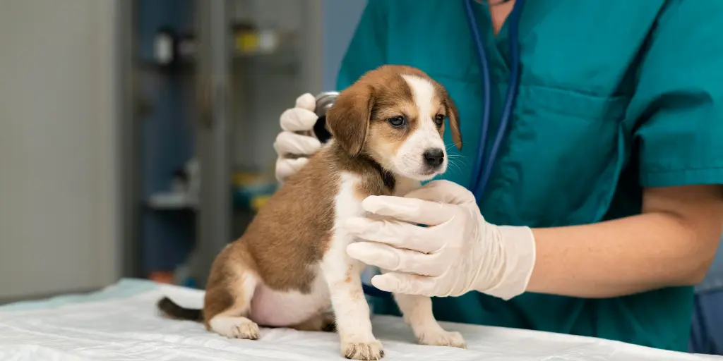 Close up on veterinarian taking care of dog