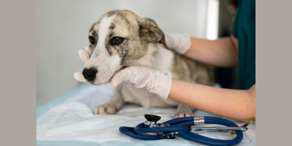 Close up on veterinarian taking care of dog