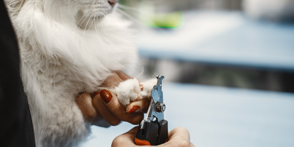 White fluffy cat. veterinarian with cats. animals on the couch.