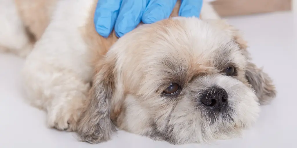 Hands of veterinarians in blue protective gloves examines pekingese health