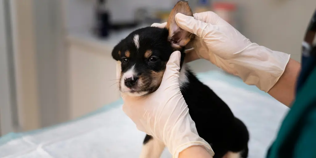 Close up on veterinarian taking care of dog's Ear