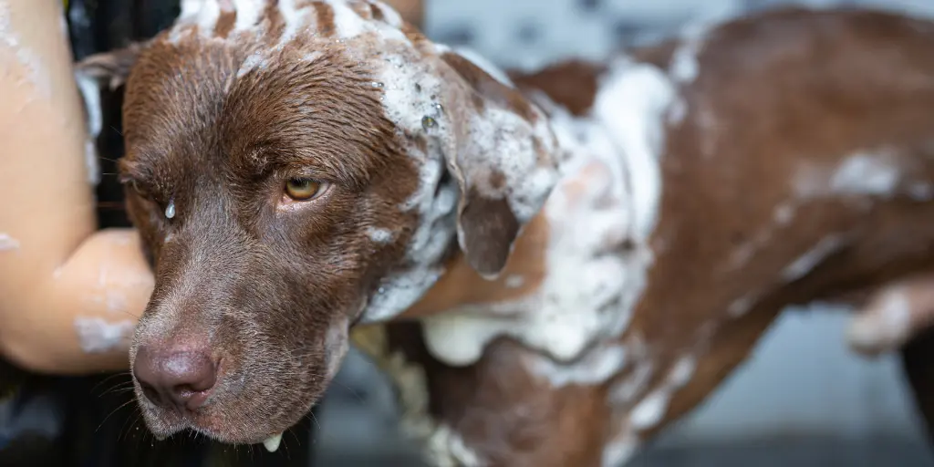 Young woman taking a bath with her favorite dog, world dog love day concept.