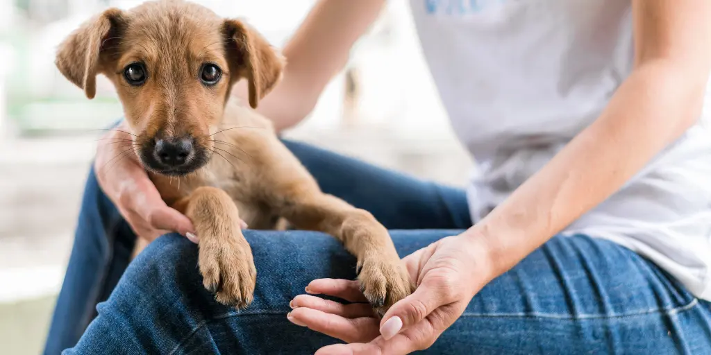 Cute rescue dog at shelter being held by woman