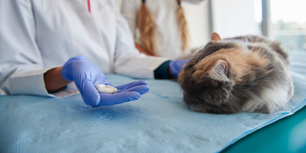 Vet giving to ill cat some pills