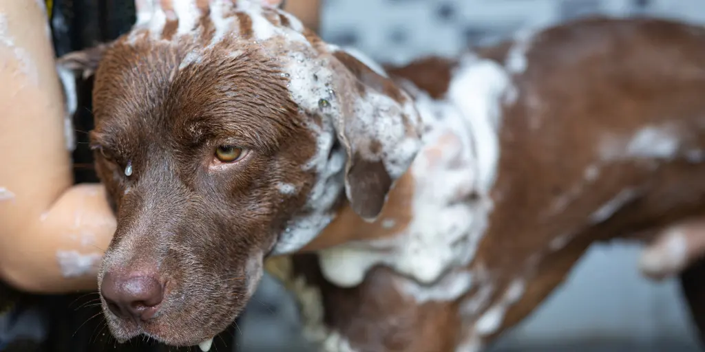 Young woman taking a bath with her favorite dog