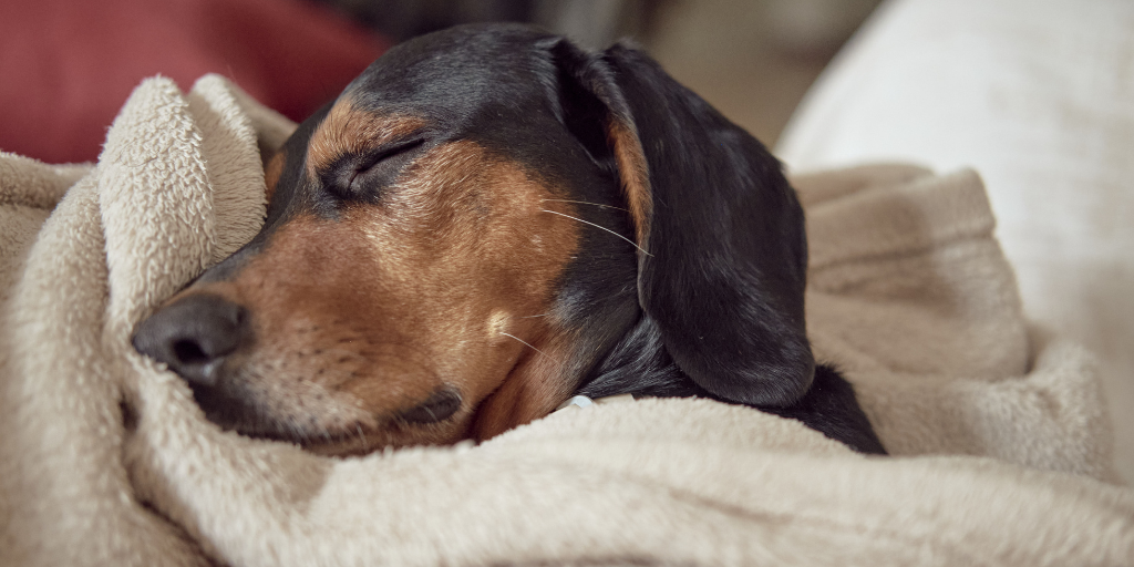 Greek hound dog sleeping comfortably tucked under a towel