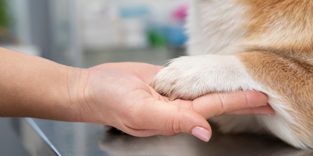 Veterinarian taking care of pet dog