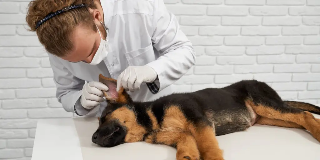 Vet in white lab coat examining dog ear