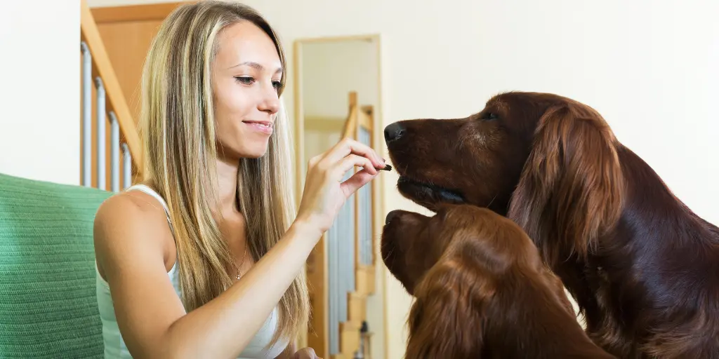 Woman sitting with two irish setters