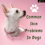 Common Skin Problems In Dogs?