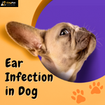 Ear Infection in Dog: Causes, Symptoms, & Treatments