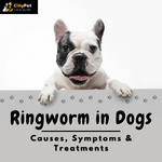 Ringworm in Dogs: Causes, Symptoms & Treatments